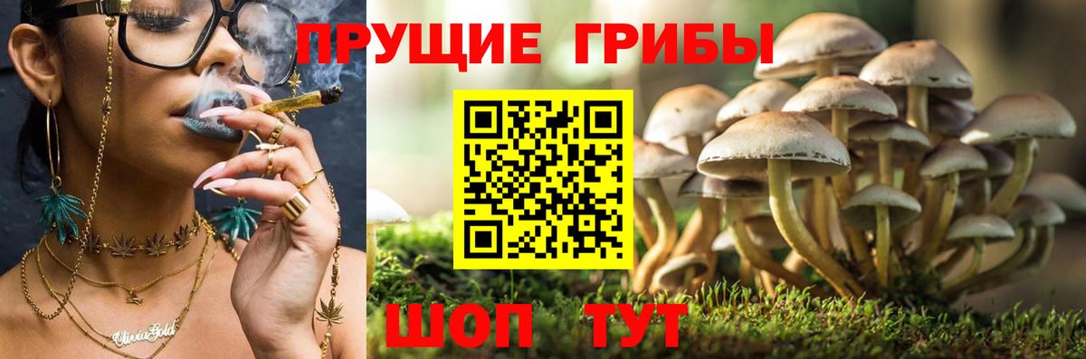 купить  цена  Вход с VPN  Мытищи  Псилоцибиновые грибы MAGIC MUSHROOMS 
